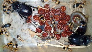 Poisonous Beetles and Wild Beetles