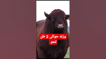 اكبر عجل لحم ف العالم وزنه حوالى 2طن لحم يا ساتر هاشتاج Short 