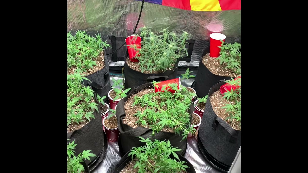 Auto’s Week 7! Lemon Pie, Gorilla Zkittles, Gorilla Cookies, Purple Ryder