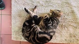 My Milo. He Is Cute.