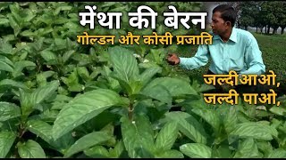 Mentha Beran | Peppermint ki Beran | Golden Kosi Prajati Mentha | Shamim Farming |