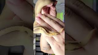 Strange Ball Python 2 Wealth