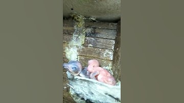 Inside birdnest house #swiftlet #house #燕子屋 #ផ្ទះត្រចៀកកាំ