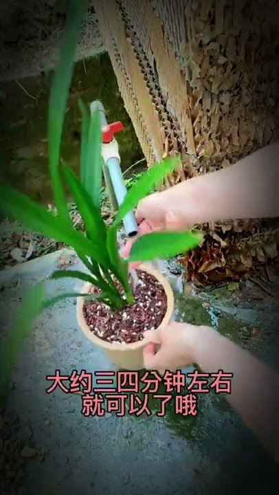 How amazing to grow orchids propagate plant fast and easy #3609