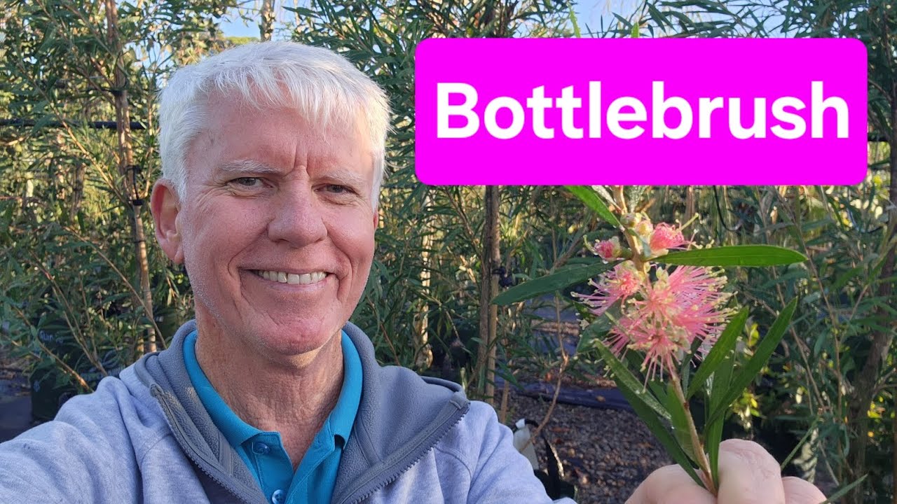 Красавицы-каллистемоны (Callistemon) - виды и разновидности.