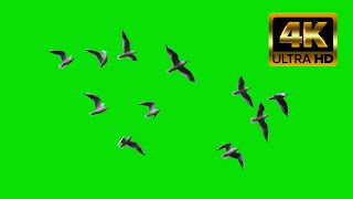 BIRDS FLYING GREEN SCREEN 4k NO COPYRIGHT  || Chrome Key Birds Flying Effects || Birds Flying