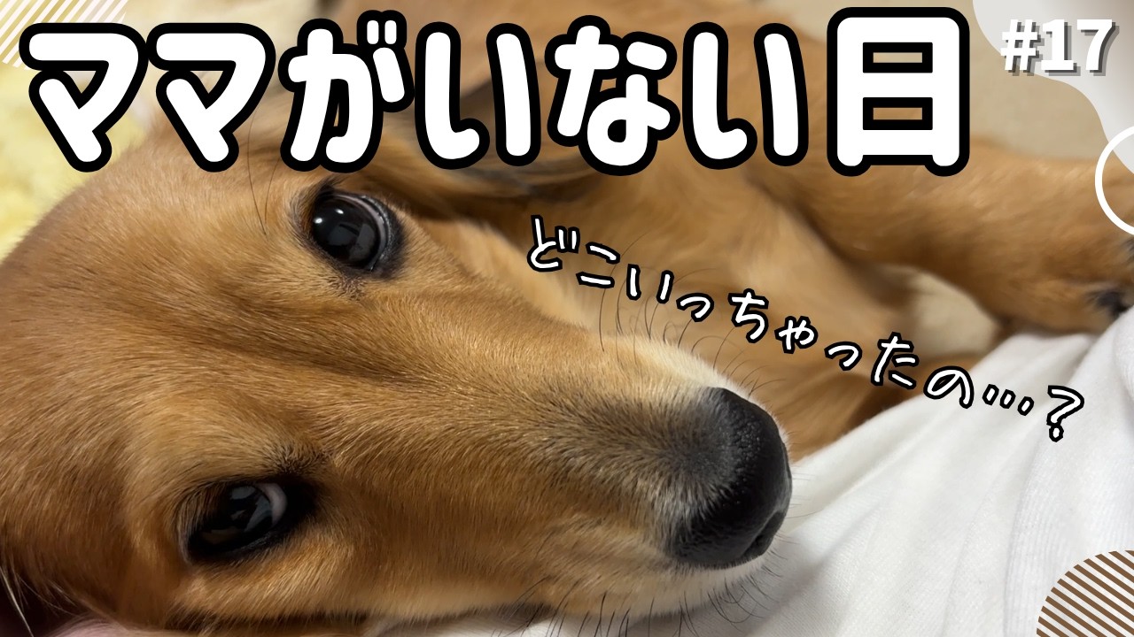 パパと一緒】うれションを撒きながらママをお出迎えする子犬ダックス