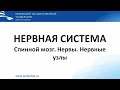 Нервы. Нервные узлы. Спинной мозг