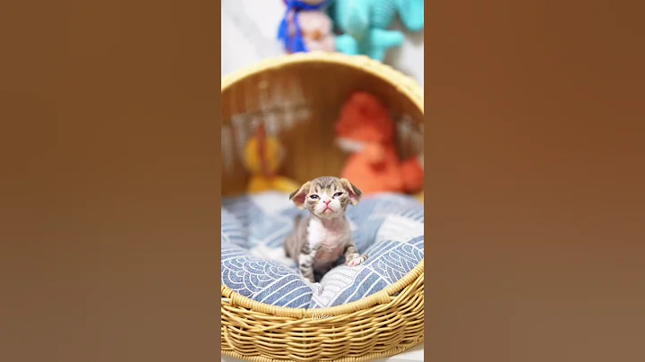 Watch the video about Chocolate tabby with Devon Rex boy #kitten #cat #cute #devonrex #GuloooDevonrex