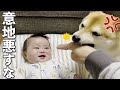 赤ちゃんと遊んでたら勘違いした柴犬が止めに来た