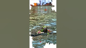 Mahadev status video 💫 bholenath status ☘️ mahakal status#mahadev #shorts