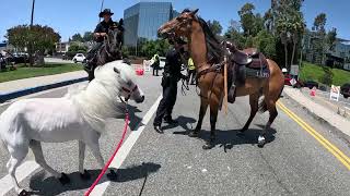 Lt. Rowdy Mini Horse Visits LAPD 21st Annual Car Show 60323 1 of 6
