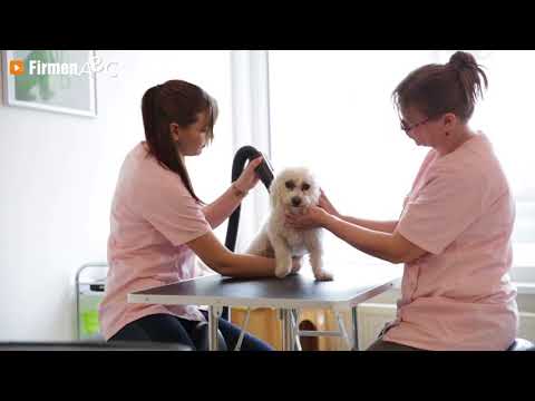 Video: In 5 Schritten Zum Richtigen Hundefriseur