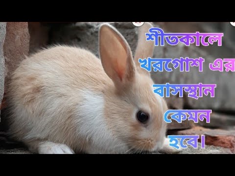 ভিডিও: শীতকালে খরগোশ পালন