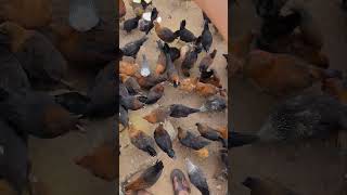 आज सोनाली मुर्गियों के मेन्यू में लौकी 🥒🐔 | Healthy Free Range Chicken Food  #sonalichicken