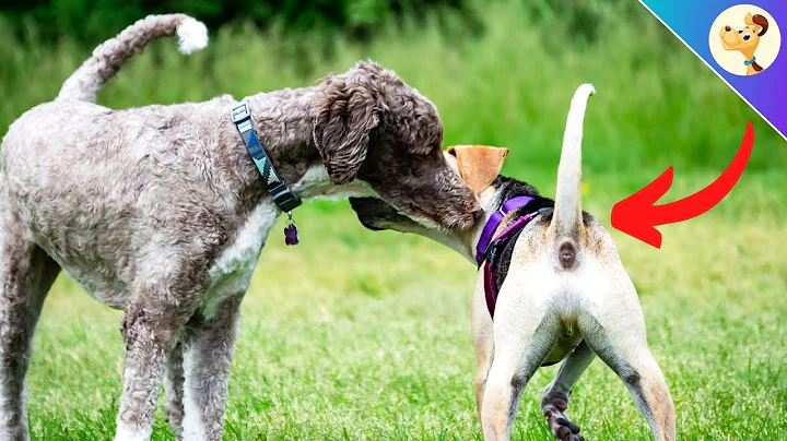 THIS is why dogs smell each other's butts! - DayDayNews