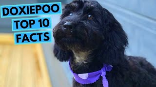 Doxiepoo  TOP 10 Interesting Facts