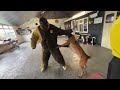 Malinois max ultimate control