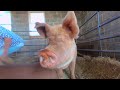 The Animals of Poplar Spring Animal Sanctuary at Open House 2023 3D 180 VR