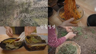 Vegetable dishes that announce the beginning of Korean spring/Korean countryside video/Shepherd's p