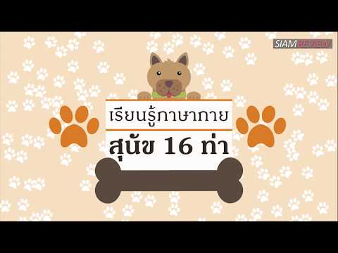 เรียนรู้ภาษากายสุนัข 16 ท่า