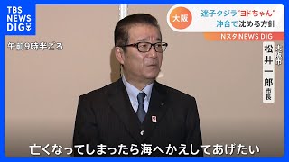 「海へ返してあげたい」漂着のクジラ　松井市長が海に沈める方針を明らかに｜TBS NEWS DIG