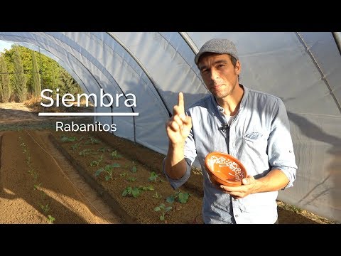 Video: ¿Por qué el rublo se está abaratando? ¿Qué hacer si el rublo se deprecia? El tipo de cambio del rublo está cayendo, ¿qué consecuencias esperar?