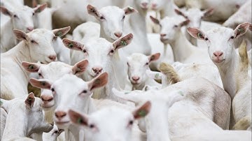 Milking 1,300 Goats per hour!