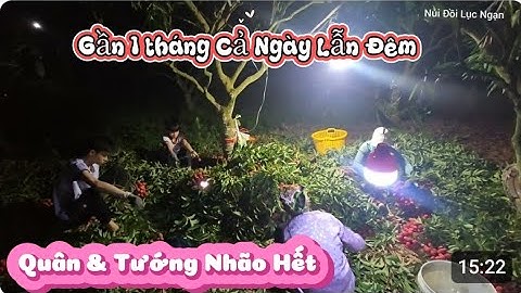 Thu Hoạch Vải Thiều Lục Ngạn Cả Ngày  Lẫn Đêm Quân Với Tướng Nhão Hết Rồi I Núi Đồi Lục Ngạn