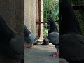Gola line  shorts youtubeshorts kabootar pigeonlover