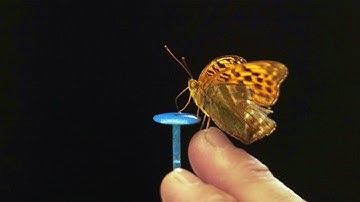 Uncovering the Secrets to Butterfly Flight Using Image Processing and Data Analysis