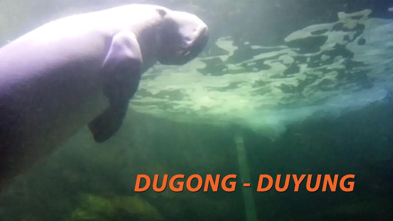 Ikan Dugong - Duyung - YouTube