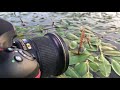 Dragonfly on the lake - backstage video of the automatic focus stacking of the Nikon D850