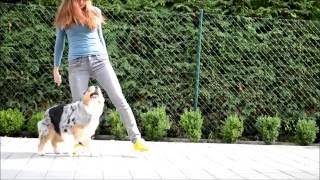 Amazing dog tricks by australian shepherd Airin by AdventureAussiesCZ 20,351 views 11 years ago 4 minutes, 39 seconds
