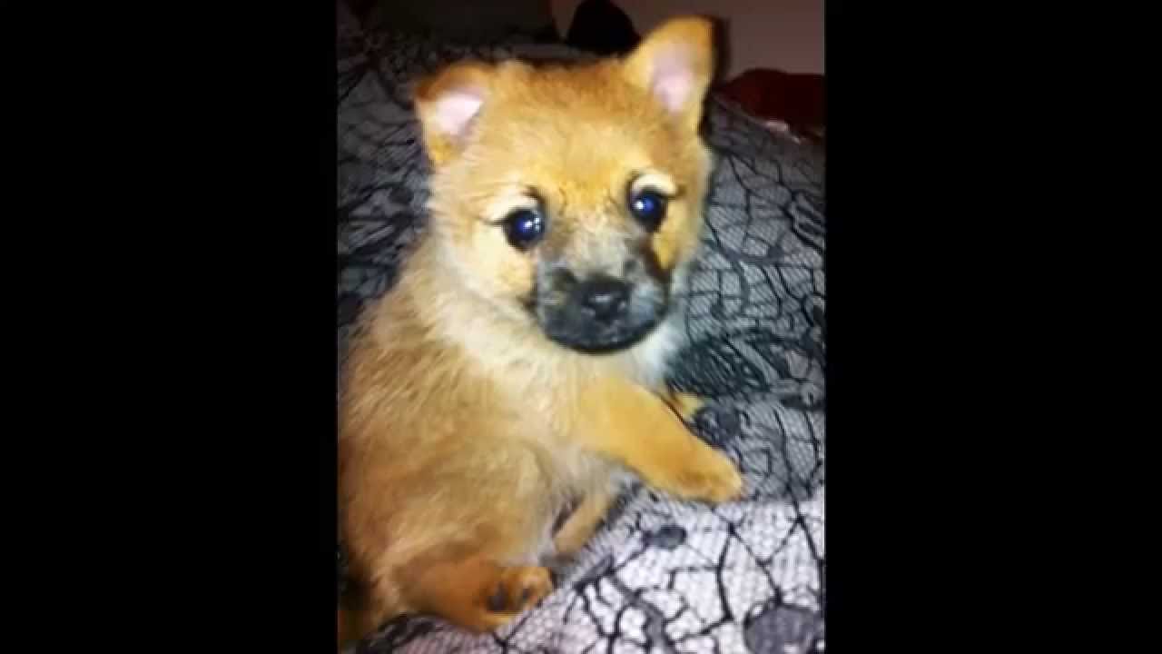 pomeranian terrier cross aussie terrier cross pomeranian puppies pomeranian terrier cross aussie terrier cross pomeranian puppies