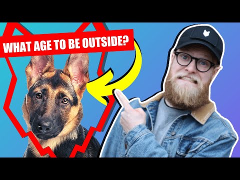 When Can My German Shepherd Puppy Go Outside Or In The Garden?