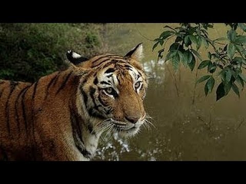 National Geographic - Man-Eating Tigers of The Sundarbans - BBC Nature