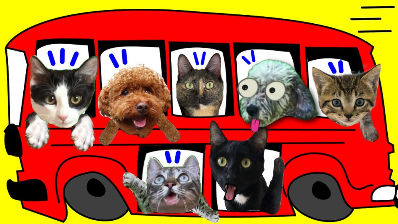 24 horas de vacaciones con gatitos Luna y Estrella y todos mis animales / Videos de gatos y perros