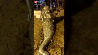 A real Golden mermaid of India Resimi