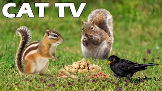 TV FOR PETS 🐶😸 Cute Squirrel, Chipmunk And Bird Gather On The Green Grass | Help Cats Reduce Stress