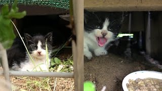 Kitten found crying under staircase hisses with the rescuer