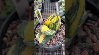 GASTERIA VARIEGATA RARE SUCCULENTS CACTUS PLANTS