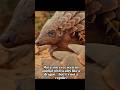 The Real-Life Dragon You’ve Never Heard Of! #facts #animals #knowledge #shorts