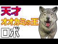 【シートン動物記】オオカミ王ロボ
