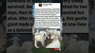 Casper, a Great Pyrenees, fought off 11 coyotes to protect his flock and pregnant partner.