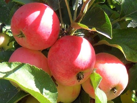 Корнесобственные саженцы яблони вырастить очень просто