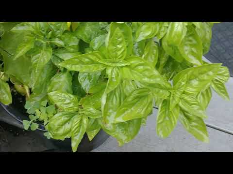 How To Prune, Harvest and Store Basil