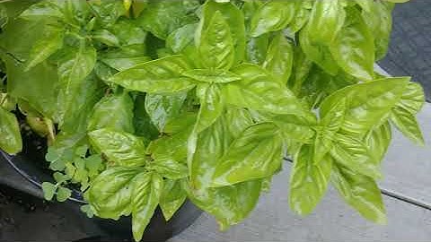 How To Prune, Harvest and Store Basil