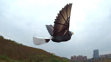 Having Fun Flying GoGo Bird RC Eagle Flappying Wing Ornithopter RC bald Eagle