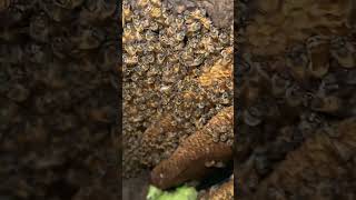 Bees in hallow take 2!